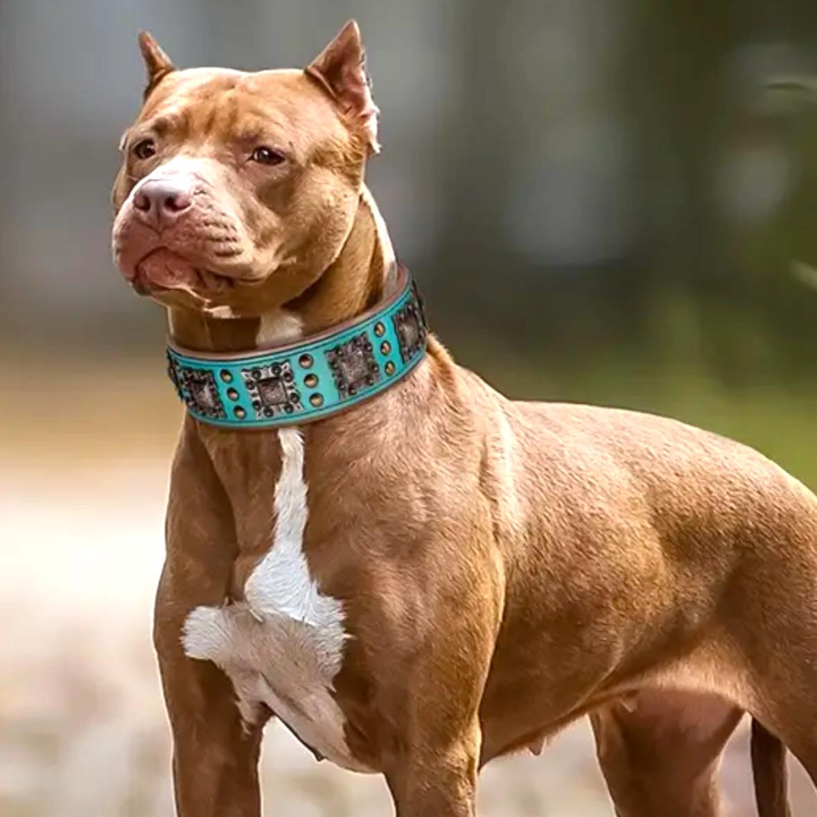 Studded Leather Collar